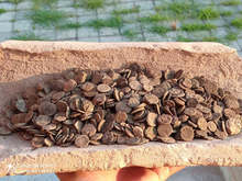 С шест колективни монетни находки започна археологическото лято на крепостта "Ковачевско кале" край Попово