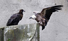 Софийският зоопарк стана дом на двойка черни лешояди