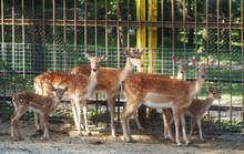 Две лопатарчета се родиха в разградския зоопарк