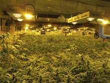 Високотехнологична наркооранжерия в Търговище е разкрита при специализирана полицейска операция