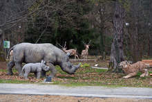 Палеопарк с макети на животни от последните 2,5 милиона години е изграден във Вършец по европейски проект