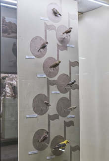 В Регионалния исторически музей на Плевен звучат неповторими песни на пойни птици в отдел "Природа"