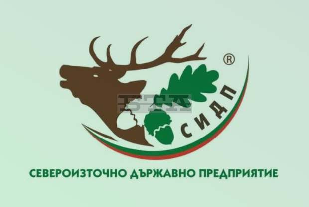 Седемдесет действащи гнезда на малки кресливи орли са потвърдени в България през 2021 г.