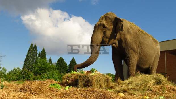 Почина най-възрастното животно в Софийския зоопарк -индийската слоница Артайда