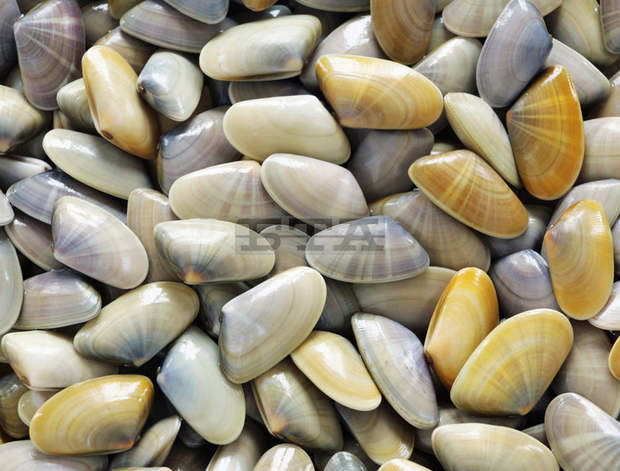 Над 140 кг бели миди конфискува Изпълнителната агенция по рибарство и аквакултури в област Добрич