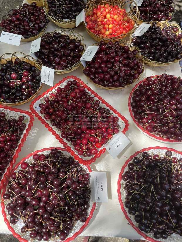 Най-едрата череша в Кюстендилско е с диаметър от 34,9 мм