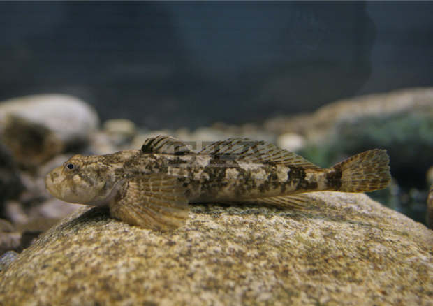 В парк "Централен Балкан" ще възстановява популацията на сладководната риба главоч