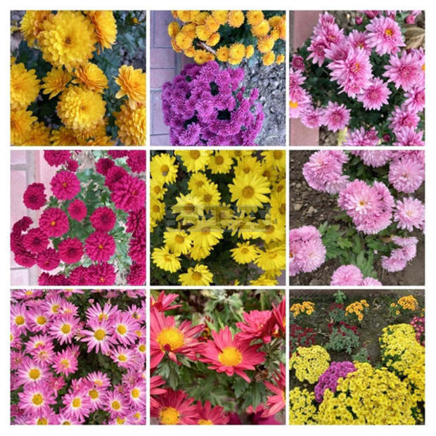 Виртуална фото изложба от 240 снимки на хризантеми създадоха в плевенското село Победа