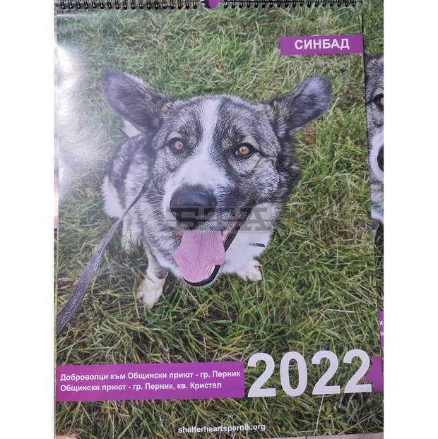С благотворителни календари се набират средства за приюта за безстопанствени кучета в Перник