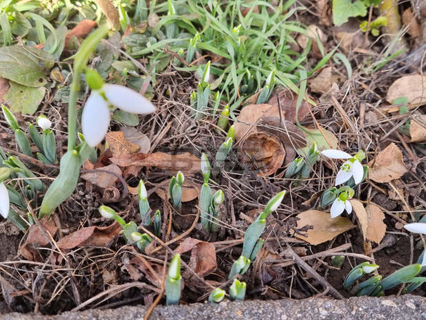 Кокичета цъфнаха в Смолян в последния ден от годината