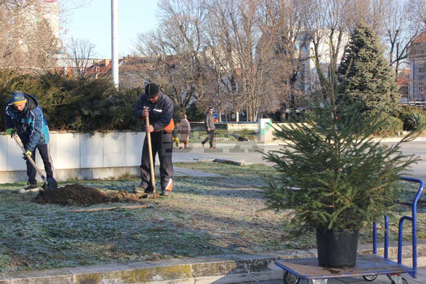 Коледното дръвче на Община Плевен ще расте в центъра на града Коледното дръвче на Община Плевен ще расте в центъра на града