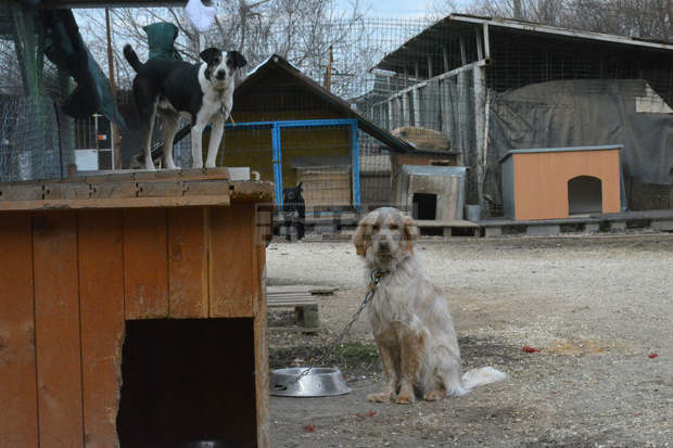 Петмесечната Джой от Приюта за безстопанствени животни в Русе дарява с любов вече месец своята осиновителка Петмесечната Джой от Приюта за безстопанствени животни в Русе дарява с любов вече месец своята осиновителка