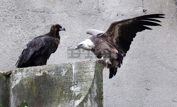 Софийският зоопарк стана дом на двойка черни лешояди