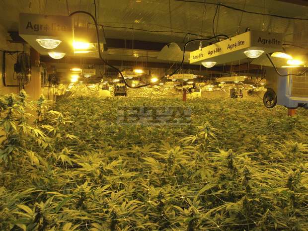 Високотехнологична наркооранжерия в Търговище е разкрита при специализирана полицейска операция