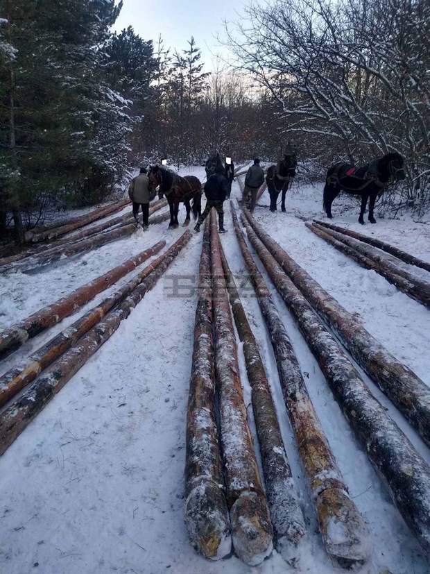 Десет души са задържани за незаконно транспортиране на дървесина в района на Ракитово Десет души са задържани за незаконно транспортиране на дървесина в района на Ракитово