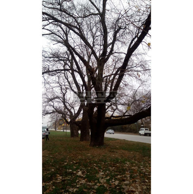 Три вековни дървета край Горна Оряховица ще бъдат обявени за защитени