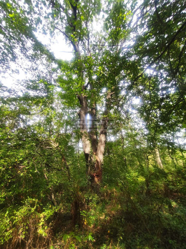 Вековно дърво в село Добрина,община Провадия, е обявено за защитено