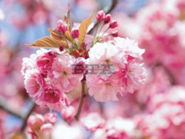 С японски вишни ще бъдат заменени болни и опасни дървета на входа на Благоевград