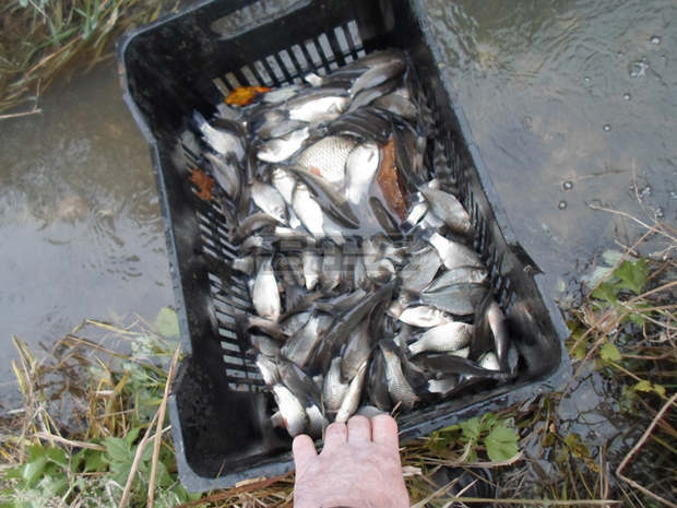 Мащабни акции по зарибяване са проведени в Плевенска област