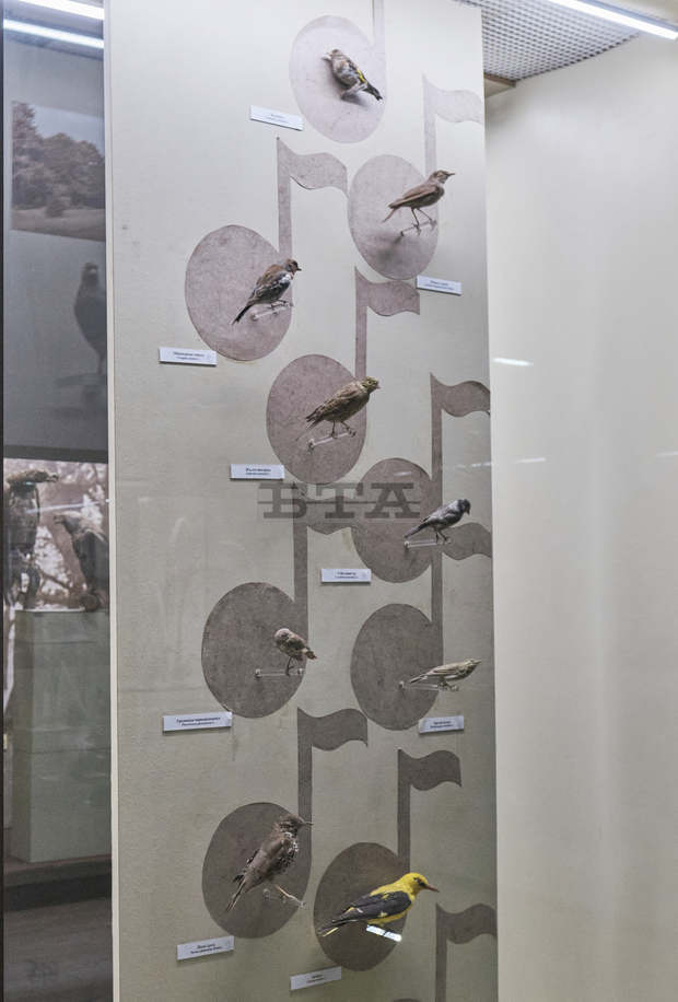 В Регионалния исторически музей на Плевен звучат неповторими песни на пойни птици в отдел "Природа"