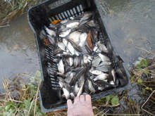 Мащабни акции по зарибяване са проведени в Плевенска област