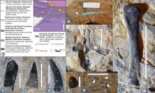 Находки от морски влечуги на възраст около 245 милиона години представиха учени на конференция