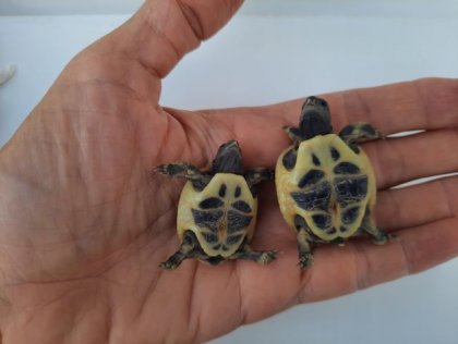 Специалисти са разделили костенурки близнаци, излюпени от едно яйце и свързани с обща пъпна връв