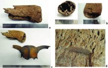 Учени изследват останки от тур, открити в центъра на София Учени изследват останки от тур, открити в центъра на София