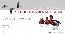 В Националния природонаучен музей се открива изложба, посветена на червеногушата гъска