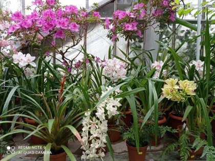 От 12 до 20 февруари Ботаническата градина на БАН е отворена за посетители, които искат да разгледат цъфтящите орхидеи От 12 до 20 февруари Ботаническата градина на БАН е отворена за посетители, които искат да разгледат цъфтящите орхидеи