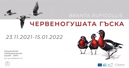 В Националния природонаучен музей се открива изложба, посветена на червеногушата гъска
