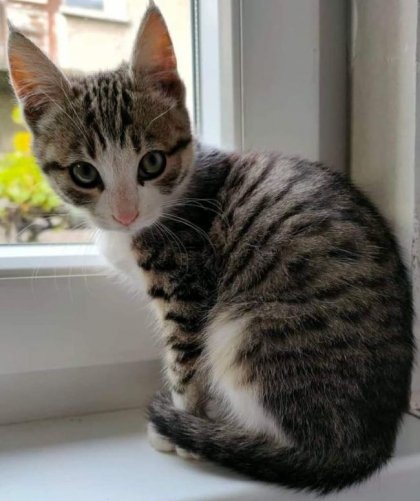 От психопати до безнадеждни лентяи- интересни научни изследвания за котките