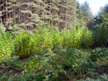 Полицията в Пловдив  арестува трима мъже,  отглеждащи канабис