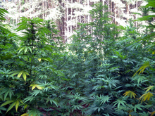 Над четири тона канабис са унищожени при акция на полицейски служители на ОД на МВР-Благоевград и РДГП-Кюстендил