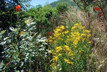 Herb Growing Offers Bulgarian Rural Communities an Opportunity for Sustainable Business and Development