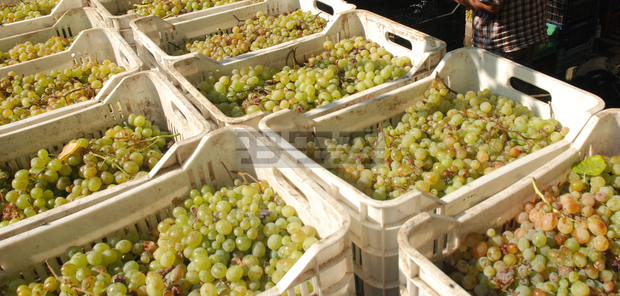 С около 100 кг е по-малък  добивът на грозде от декар  в Русенско спрямо миналата година