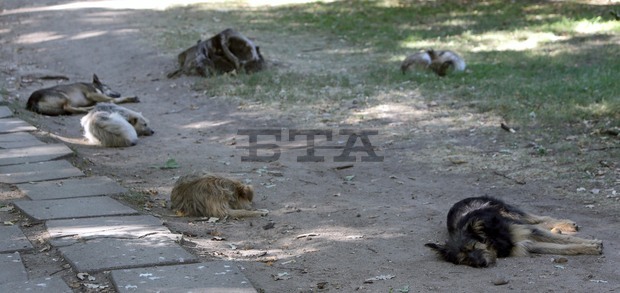 До края на 2015 година във Велико Търново ще бъде изграден приют за бездомни животни