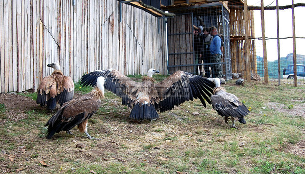 Онлайн викторина организира всяка седмица на ноември Природен парк "Сините камъни" в Сливен