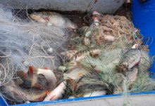 Инспектори на ИАРА са извадили 400 метра бракониерски мрежи и риба от язовир "Тича" 