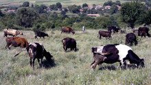 Има съмнения за антракс в шуменско село, ваксинирани са всички животни в селото