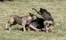 Частна ветеринарна клиника в Силистра предлага съдействие за решаване на проблемите с бездомните кучета 
