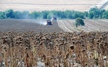 Започна жътвата на слънчогледа в Добричка област при среден добив 243 килограма