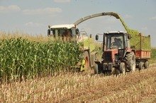 По-добри добиви от слънчоглед и царевица отчитат земеделските производители в Ловешка област
