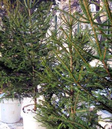 ГЕРБ в Русе дари 65 елхи на детски градини и ясли в общината