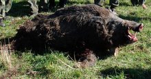 Проби от осем отстреляни диви прасета в Ямболска област са показали наличието на АЧС