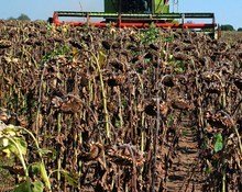 Земеделските стопани прибират по 265 килограма слънчоглед от декар край Балчик