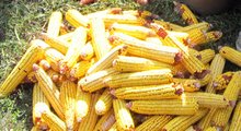 Кражба на два тона царевица разследват полицаи  в Нова Загора