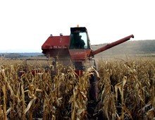 С около 30 процента по-слаба реколта от царевица отчитат в Ловешка област