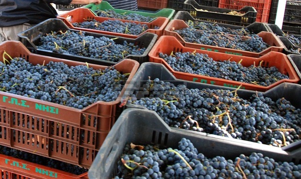 С 21 кг по-малко грозде е добито от декар в Русенско спрямо миналата година