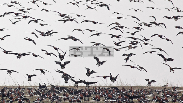 Областната епизоотична комисия в Плевен определи мерки за предотвратяване на инфлуенца по птиците